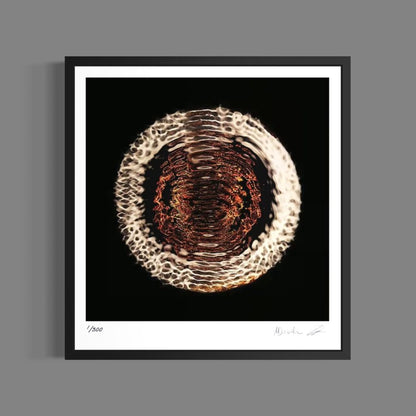 Dethrone (Fine Art Photography - 9.1" x 9.7" / 23.1 x 24.7cm)